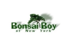 Bonsai Boy